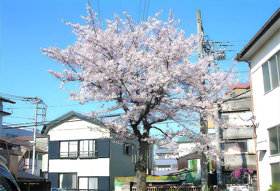 株式会社昭和電機製作所 本社敷地内の桜の木